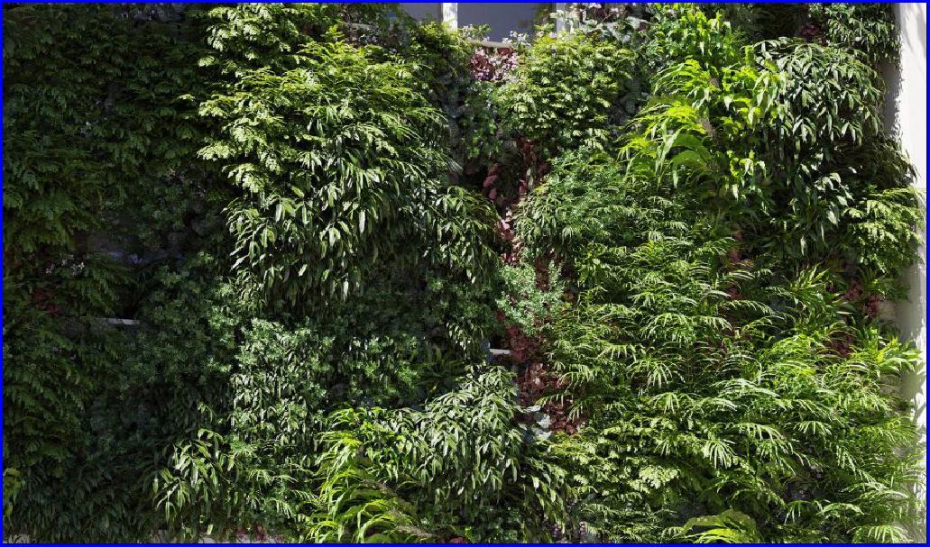 CÂY NHIỆT ĐỚI VOL 13